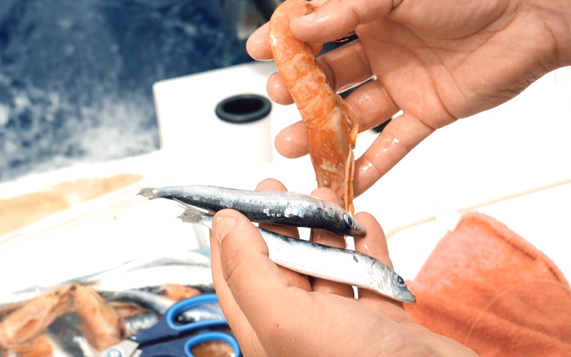 esche pesca bolentino